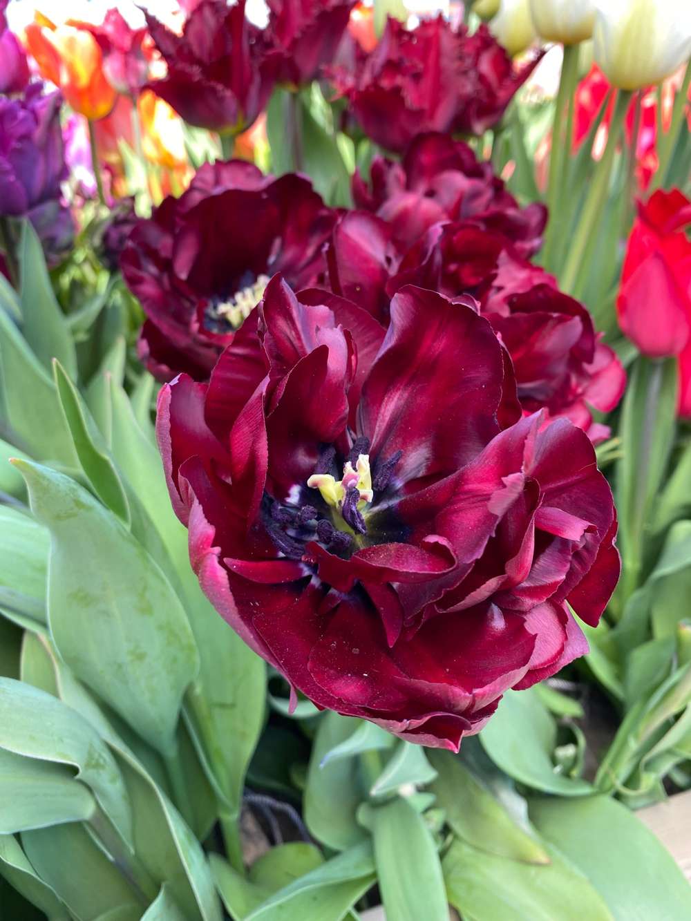 Tulpan 'Palmyra'